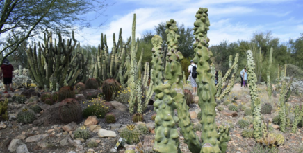arizona sonora desert museum