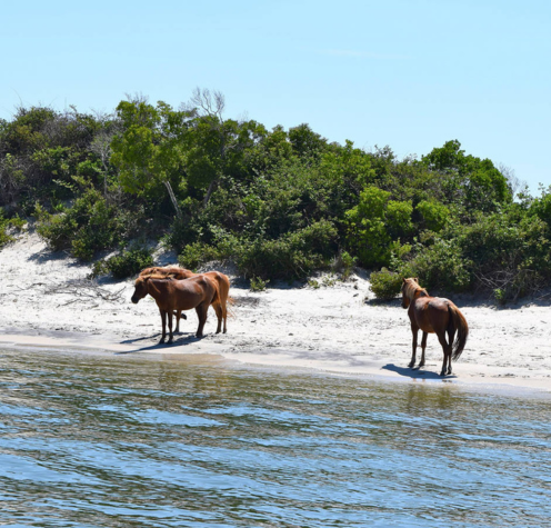 assateague state park, md (1)