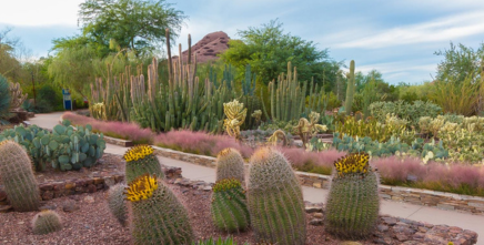 desert botanical garden, phoenix az