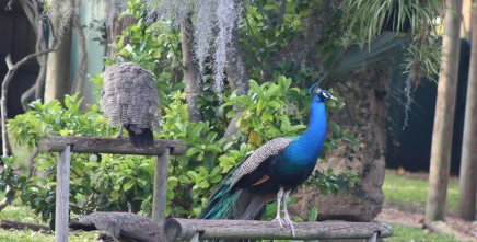 jacksonville zoo and gardens