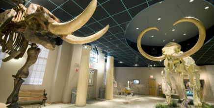 museum of natural history, mesa az