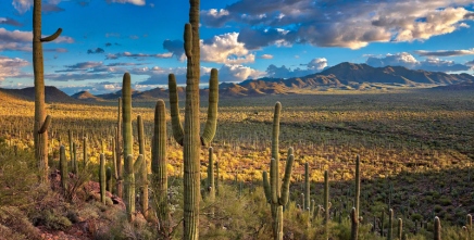 saguaro national park, tucson